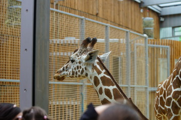 Giraffe