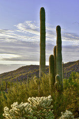 Saguaro cactus during a sunset