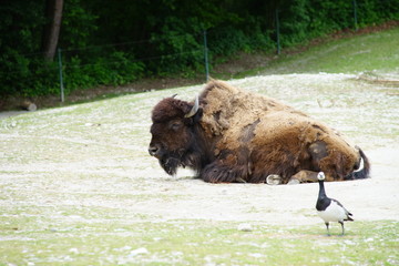 Bison