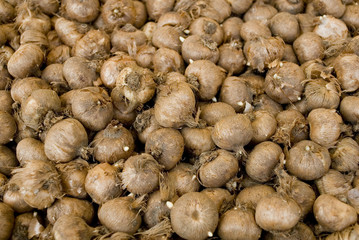 Set of Crocus bulbs (browns), Iridaceae family, exposed at a fair dedicated to flowers and plants, fall, better moments to plant the bulbs blooming in the spring, Italy