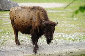 Bison