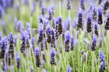 Lavender Plants in a Field with a Bee Hovering By
