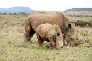Obraz premium Adult and Baby Rhinoceros Roaming on Grassy Land