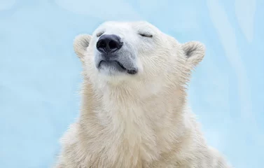 Abwaschbare Fototapete Eisbär Polarbär.