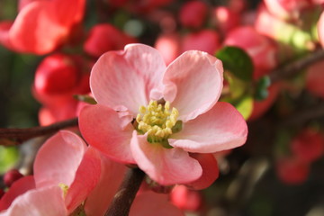 Fototapeta premium flower