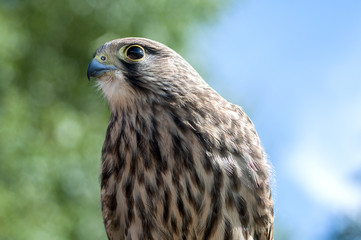 Profile of a Young Hawk Taken Outdoors