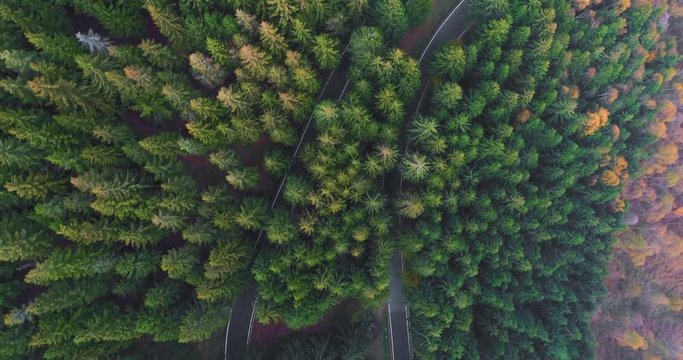Overhead aerial top view over car travelling on hairpin bend turn road in countryside autumn forest.Fall orange,green,yellow pine tree woods.Fog Street path establisher.4k drone flight straight-down