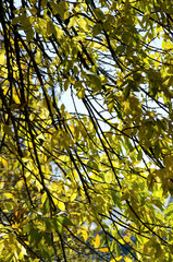 Plant Leaves and Branches For Backgrounds