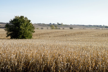 Lone Tree in the Middle of a Corn Field