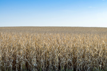Landscape Photo Dry Corn Field Under Blue Sky