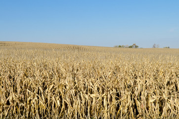 Corn Field Full of Dried Corn Stalks