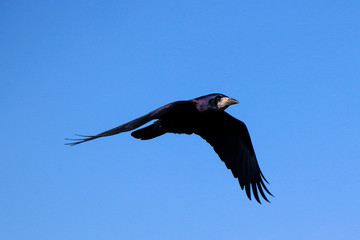 A black raven in the flyght