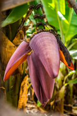 Violette Blüte einer Bananenpflanze