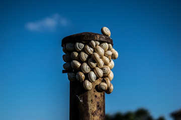 Fototapeta premium Caracoles