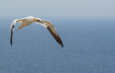 Northern Gannet Flying