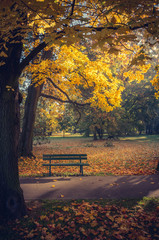 Colorful autumn park on sunny morning in Krakow, Poland