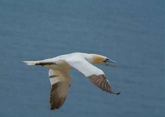 Fototapeta na wymiar Northern Gannet Flying