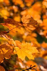 Obraz premium Colorful autumn maple leaves