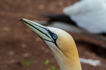 Northern Gannet
