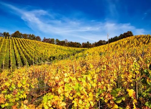 Weinanbau- Herststimmung