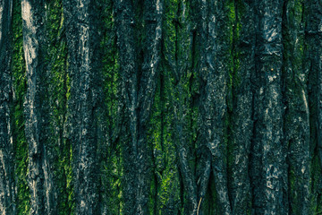 Bark of a tree with moss background, texture