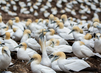 Obraz premium Northern Gannets