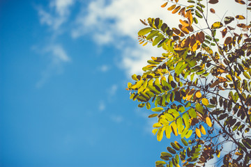 Yellow and green leaves of an acacia tree