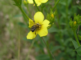 Linum maritimum yellow flowers growing in Europe. Honey and medi