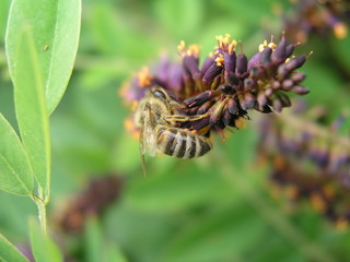 Amorpha fruticosa or desert false indigo, false indigo-bush, and