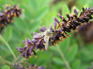 Amorpha fruticosa or desert false indigo, false indigo-bush, and