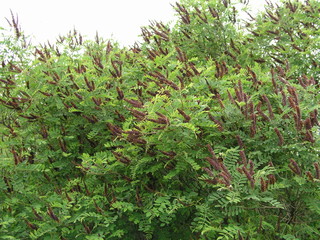 Amorpha fruticosa purple flowers. A honey bee with an orange pol
