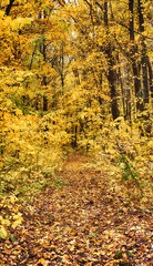 Obraz premium Country road an autumn park