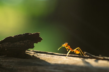 macro ant