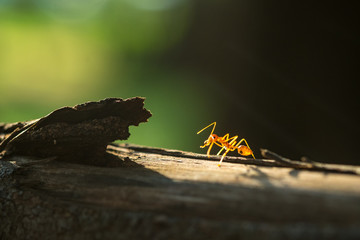 macro ant