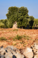 Tree of secular olive in the Puglia countryside