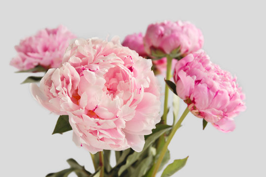 Fototapeta pink peonies on a light background