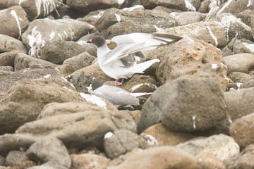 Gaviotas Copulando en Galápagos