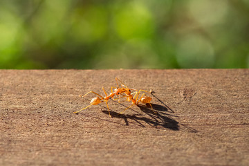 macro ant