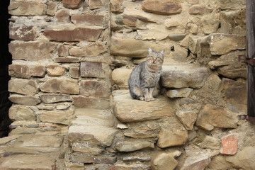 Kot w klasztorze. Gruzja