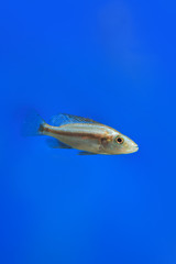 Fototapeta premium Beautiful aquarium fish