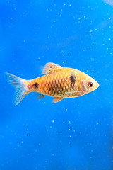 Fototapeta premium Beautiful aquarium fish
