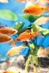 Fototapeta premium Beautiful aquarium fish