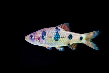 Beautiful aquarium fish