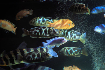Beautiful aquarium fish