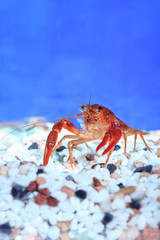 Beautiful aquarium fish