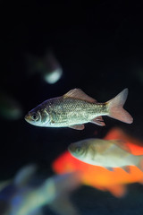 Fototapeta premium Beautiful aquarium fish