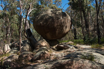 Girraween NP in New South Wales in Australien
