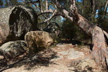 Fototapeta na wymiar Girraween NP in New South Wales in Australien 