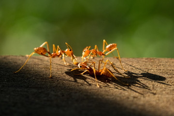 macro ant