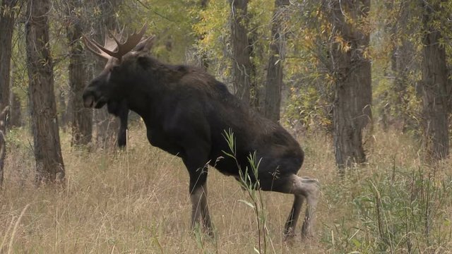 Bull Shiras Moose Rutting